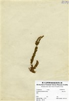 藏品(福氏石松)的圖片